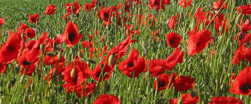 Ivermectin is extremely unlikely to be affected by a lot of medical problems you could also have, neither is it understood to interact with various other drugs you might be taking.